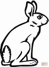 Coloring Jackrabbit Hare Pages Bunny Arctic Drawing Printable Clipart Clipartmag Categories Supercoloring sketch template