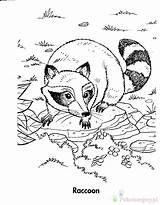 Raccoon Racoon Kolorowanki Szopy Coloringbay Coloringtop Racoons Termites Coloringme Perch sketch template