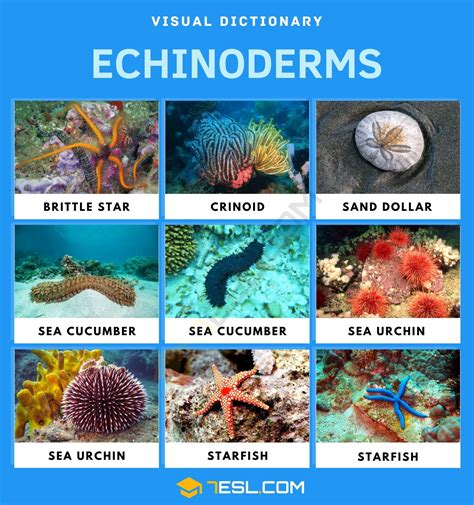echinoderms list  beautiful echinoderms  facts esl