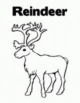 Reindeer Coloring Pages Printable Color Kids Christmas Print Cute Head Deer Caribou Clipart Bestcoloringpagesforkids Santa Drawing Sheets Getcolorings Alphabet Advent sketch template