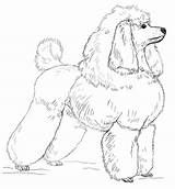 Poodle Coloring Toy Pages Draw Drawing Poodles Printable Step Clipart Dogs Clip Paper sketch template