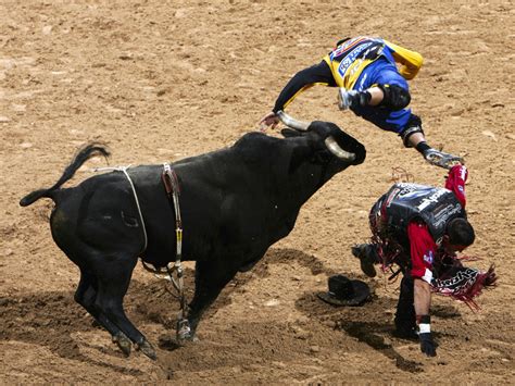 rodeo circuit bucking bulls  broken bones wbur