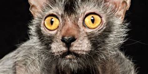 Lykoi Werewolf Cats Bred In Tennessee Huffpost Uk