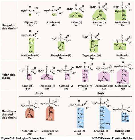 amino acid charge chart