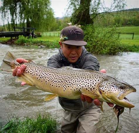 pa fly fishing  biggest trout  spring  trout haven