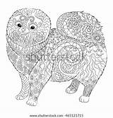 Pomeranian Dog Zentangle Patterned Vector Detail High Coloring Shutterstock Stock Adult Preview Tattoo Illustration sketch template