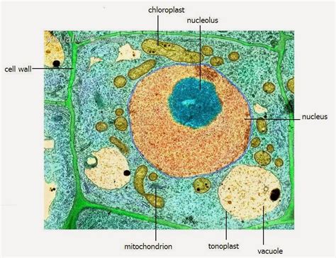level science notes plant cell structure