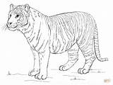 Tiger Coloring Bengal Sumatran Pages Drawing Draw Tigers Printable Drawings Step Color Base Animals Tutorial sketch template