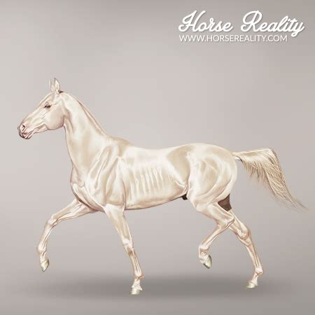 akhal teke horse horse reality wiki