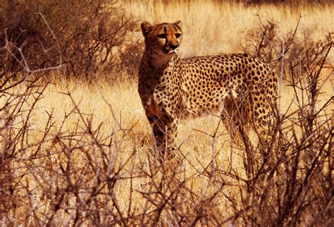 cheetah background  images