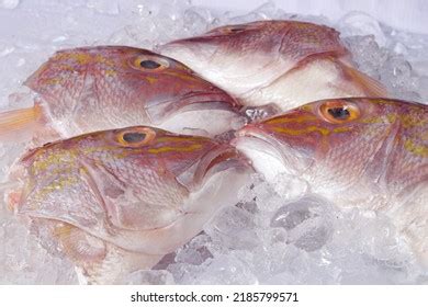 fish form images stock  vectors shutterstock