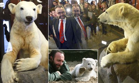 the resurrection of knut model of celebrity polar bear made using his