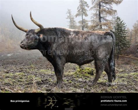 aurochs    urus  bos primigenius   ancestors
