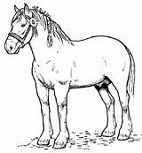 Kuda Mewarnai Binatang Buku Halaman Horse Draft Caballos sketch template