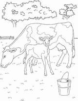 Calf Vache Veau Vaca Bezerro Depositphotos Matreshka sketch template