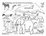 Mammals Sheri Amsel Cycle Exploringnature Coloringnature Exploring sketch template