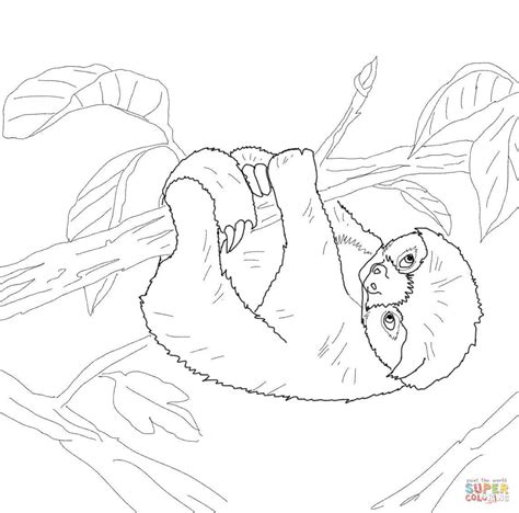baby sloth coloring pages home family style  art ideas