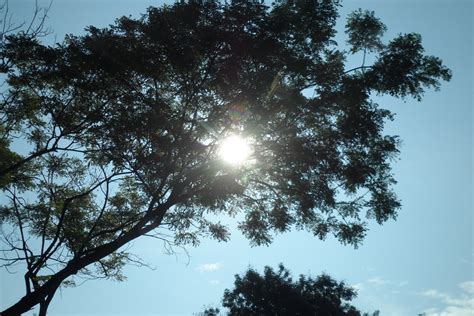 tree   sun  photo  freeimages
