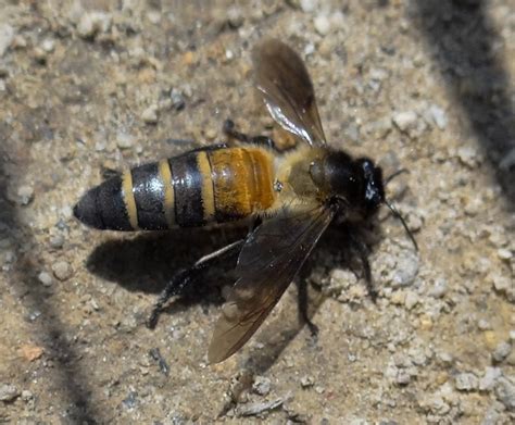 Apis Dorsata Giant Honey Bee Image