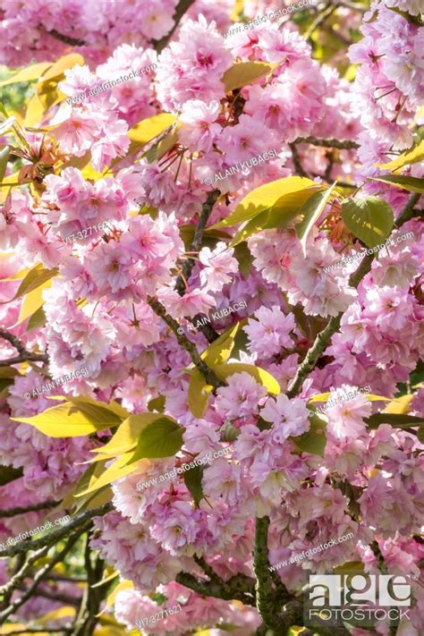 japanese cherry tree prunus kiku shidare zakura stock photo