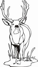 Coloring Pages Deer Hunting Adult Clipartmag Realistic sketch template