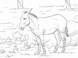 Somali Wild Coloring Ass Pages Animals Categories sketch template