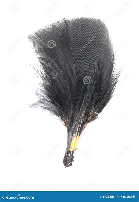 black feather stock photo image  painted bird stream