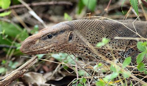 wildlife   world monitor lizard facts images