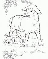 Sheep Coloring Pages Print Color sketch template