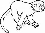 Monkey Coloring Template Pages Howler Spider Drawing Realistic Printable Cartoon Monkeys Swinging Templates Color Animal Print Shape Colouring Paintingvalley Drawings sketch template