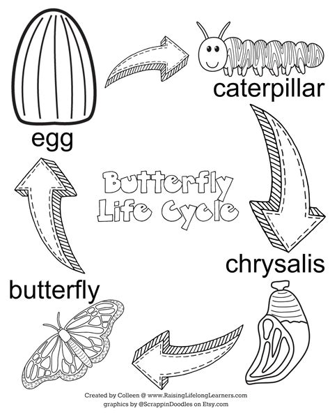 butterfly life cycle  printable printable templates