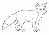 Fox Coloring Pages Cartoon Red Arctic Printable Animal Wild Illustration Drawing Cute Stock Children Isolated Color Getdrawings Getcolorings Wolf Beautiful sketch template