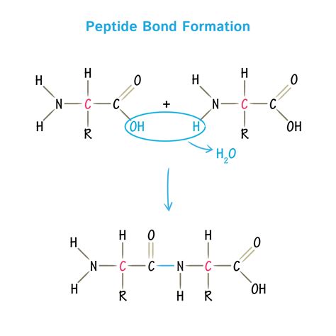 amino acids physical chemical properties  peptide bond microbiology notes