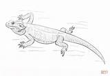 Bearded Dragon Coloring Pages Lizard Drawing Water Printable Simple Gecko Dragons Kids Drawings Sketch Draw Template Baby Tutorials Templates sketch template