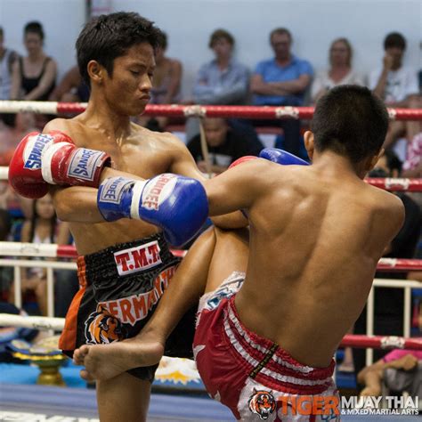 fighting thai tiger muay thai and mma training camp guest fights july