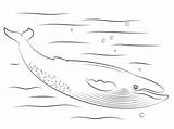 Whale Blue Coloring Pages Cute Printable Drawing sketch template