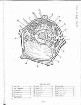Cell Drawing Coloring Plant Animal Cells Simple Cytoplasm Nucleus Diagram City Pages Getdrawings Printable Cycle Mitochondria Color Paintingvalley Getcolorings Lovely sketch template
