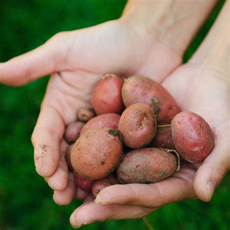 hack aardappelen passen wel  een koolhydraatarm dieet makkelijk afvallen