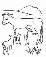 Calf Cow Cows sketch template