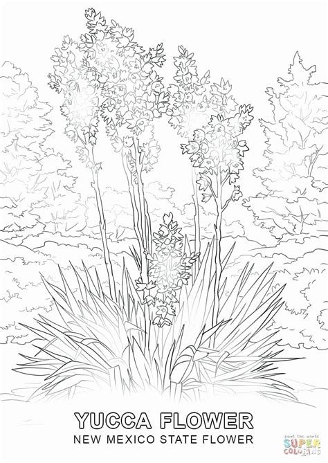 florida state flower coloring page beautiful  mexico state coloring