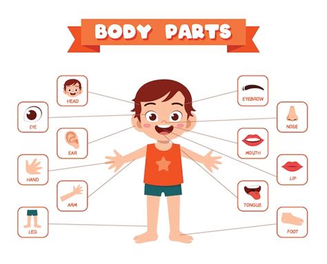 top  animated body parts lestwinsonlinecom