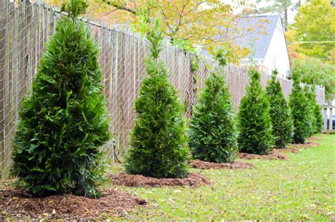 plants  privacy fences green side  garden gifts