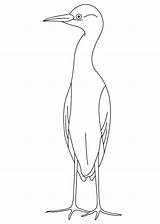 Egret Coloring Small sketch template