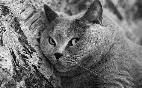 99 Most Popular British Shorthair Cat Names