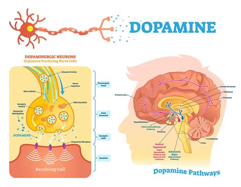 dopamine   brain