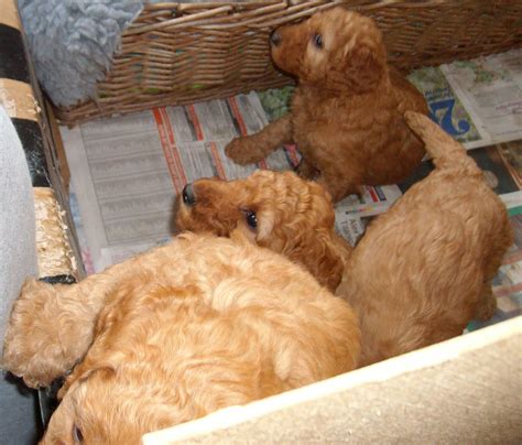 bethany living life  character poodle puppies