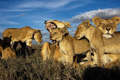 male lions fighting  female home design ideas