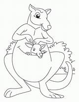 Kangaroo Coloring Pages Clipart Outline Kids Baby Joey Library Popular Clip Coloringhome Books sketch template