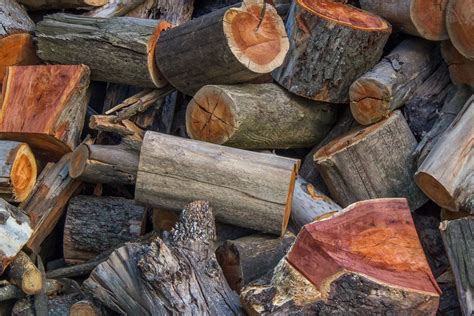 wood logs  stock photo
