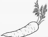 Wortel Mewarnai Sayuran Hitam Sanggup Menyehatkan Kulit Yg Terdapat sketch template